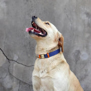 Dog Leather Customized ID Collar - Essentialshouses