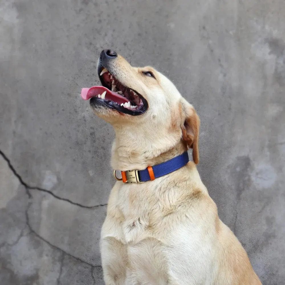 Essentialshouses Dog Leather Customized ID Collar